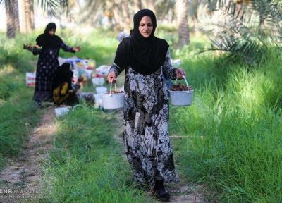 شروع خرید تضمینی محصول خرمای شادگان