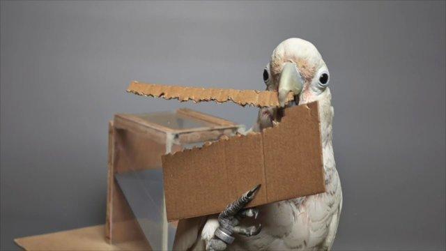 طوطی های کاکلی با مقوا ابزار می سازند طوطی های کاکلی با مقوا ابزار می سازند