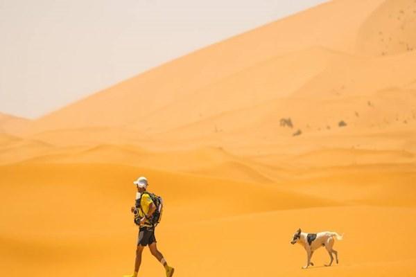 یک سگ، مهمان ناخوانده ماراتن صحرا (گزارش تصویری) یک سگ، مهمان ناخوانده ماراتن صحرا (گزارش تصویری)