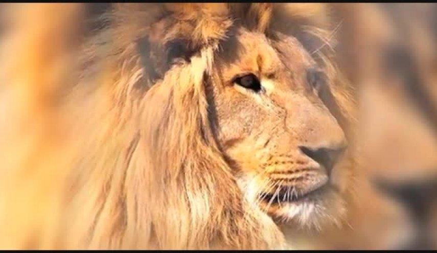 بازگشت شیر ایرانی پس از یک قرن انقراض