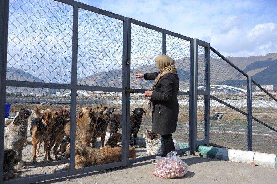 دهکده مهربانی پناهگاه سگ های بلاصاحب