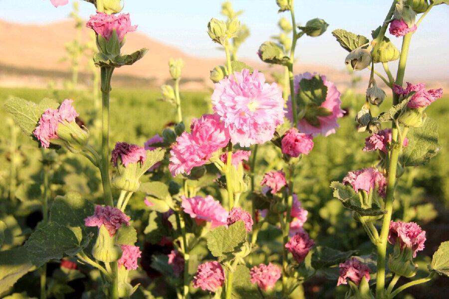 تولید 14 هزار تن گیاهان دارویی در استان لرستان