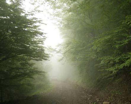 بهترین جنگل ها با مناظر فوق العاده پاییزی