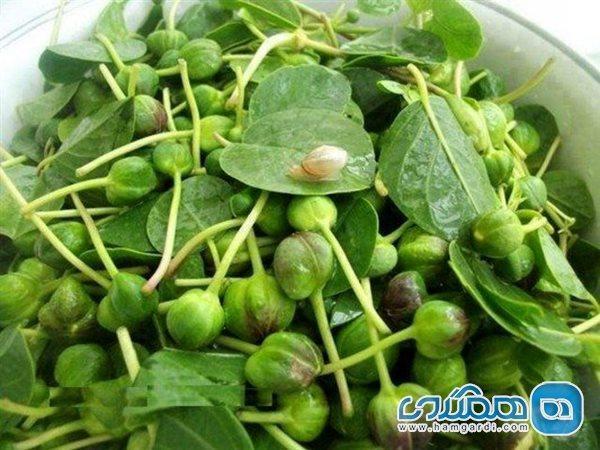 بهبود عملکرد کبد و کاهش نفخ با گیاه کبر