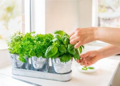 کدام سبزیجات را می توان در محیط آپارتمان پرورش داد؟