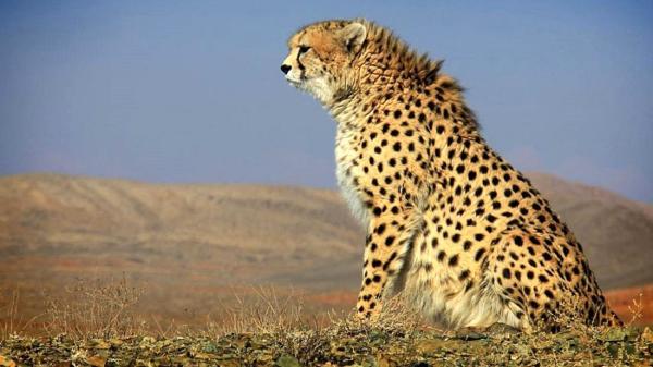 فیلم دیدنی از یوزپلنگ ماده ایرانی با توله هایش ، حتما ببینید فیلم دیدنی از یوزپلنگ ماده ایرانی با توله هایش ، حتما ببینید