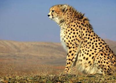 فیلم دیدنی از یوزپلنگ ماده ایرانی با توله هایش ، حتما ببینید