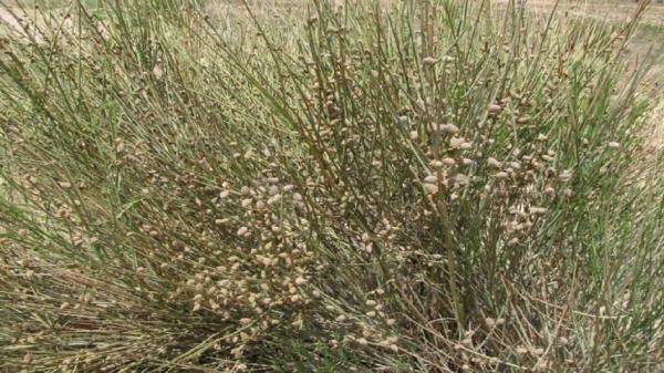 سبز شدن مزارع روستای قزاآن با کاشت بادام کوهی
