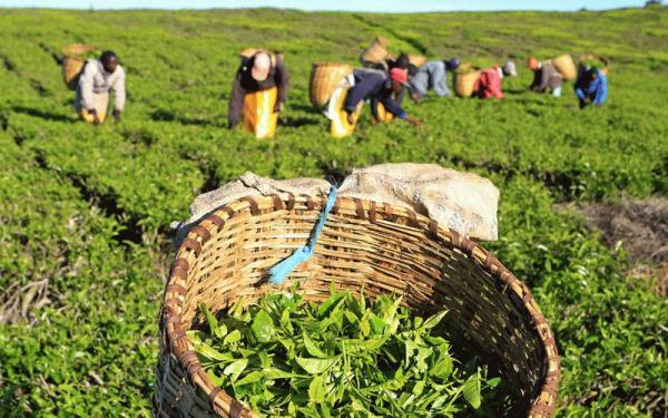 روش هایی برای تشخیص چای مرغوب و اصل روش هایی برای تشخیص چای مرغوب و اصل