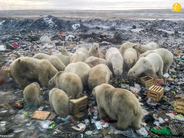 خرس های قطبی به خوردن زباله روی آوردند!