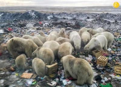 خرس های قطبی به خوردن زباله روی آوردند!