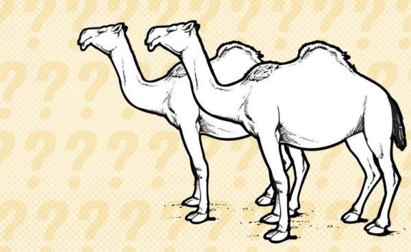معمای جالب مسابقه شترها برای بدست آوردن ارث پدر