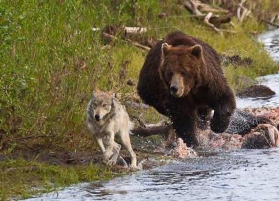 شجاعت عجیب خرس تنها در برابر حمله گله گرگ ها